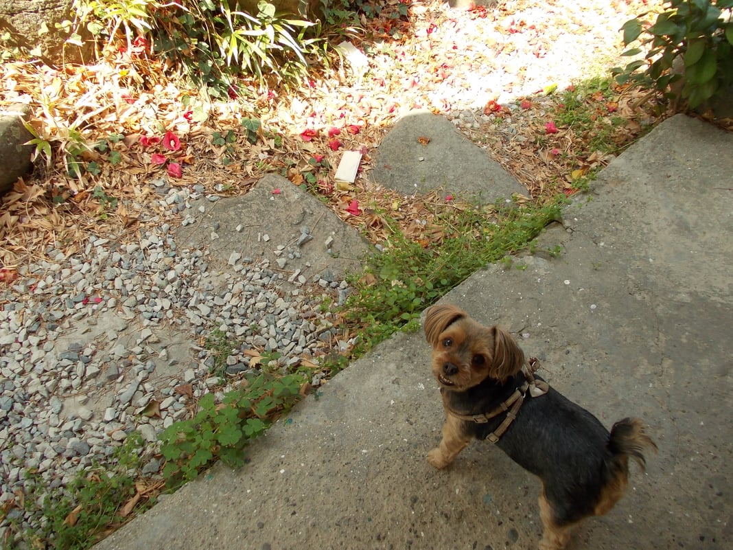 Slideshow image 2