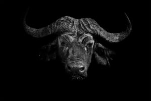 Madikwe Private Game Reserves  Home