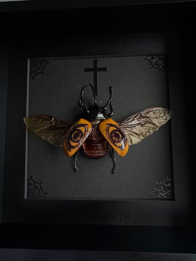 Slideshow image 6
