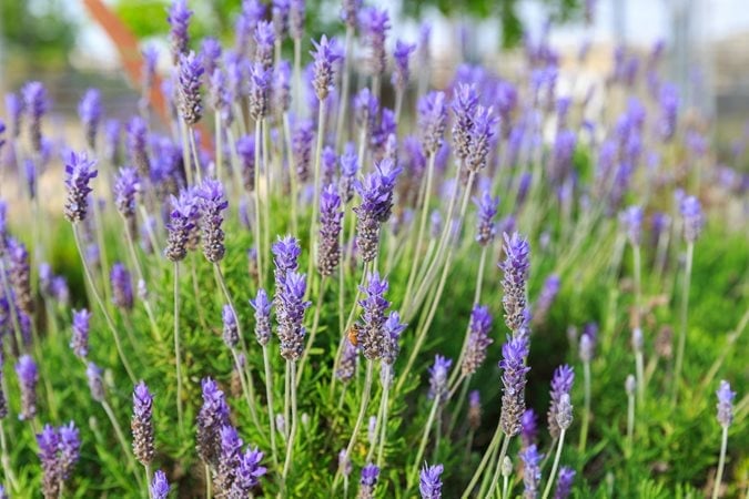 Slideshow image 5