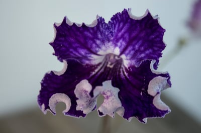 Slideshow image 7
