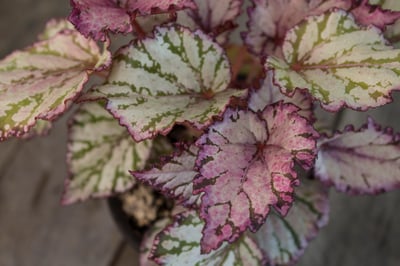 Slideshow image 12