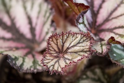 Slideshow image 16