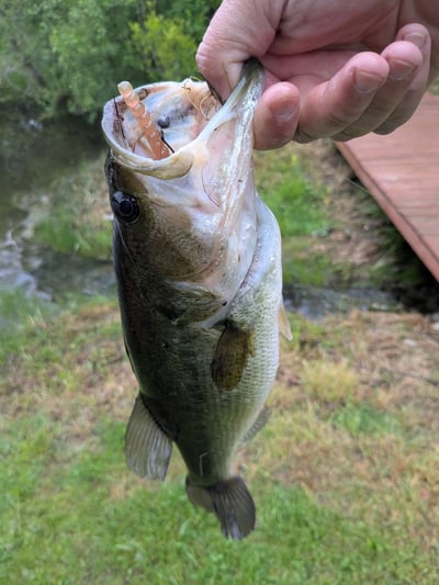 Slideshow image 2