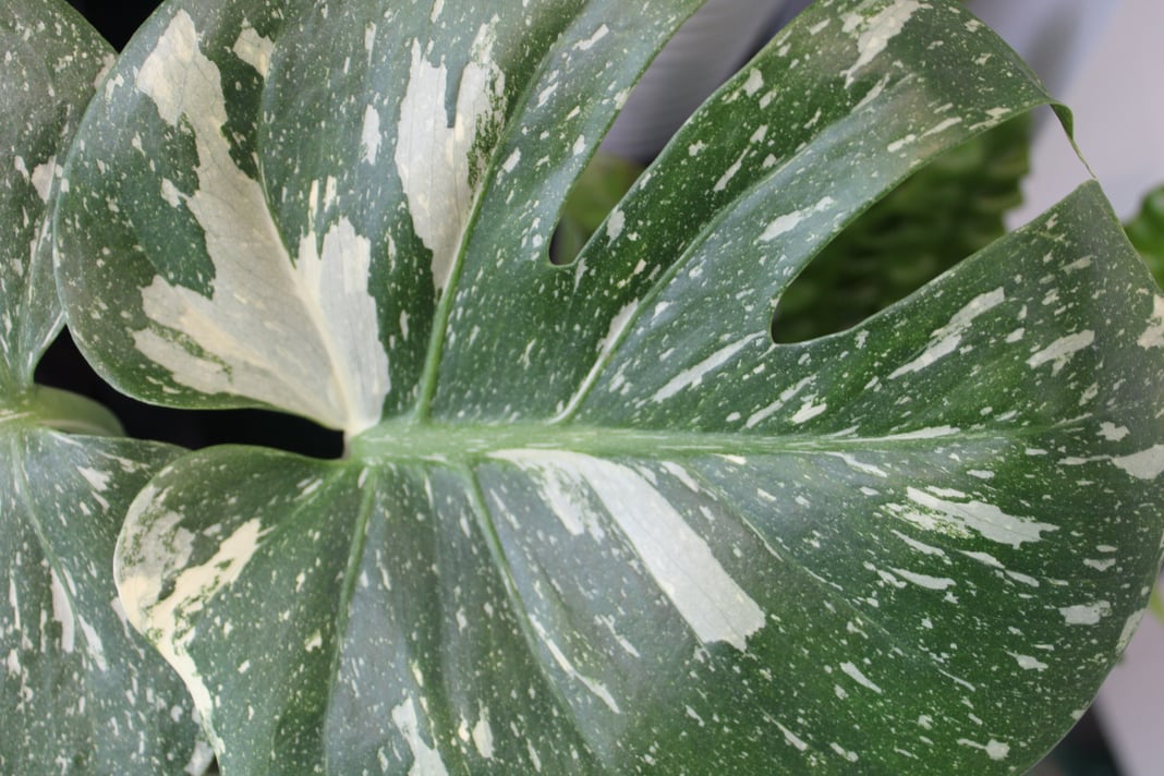 Slideshow image 7