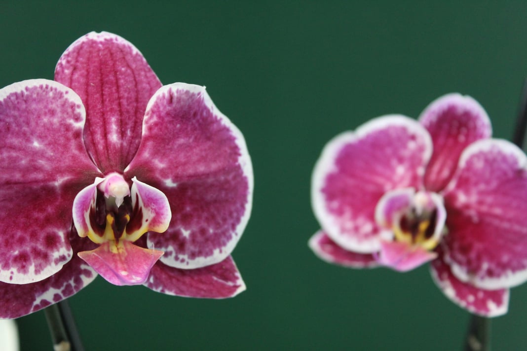 Slideshow image 9