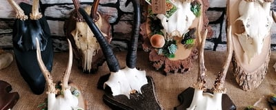 Slideshow image 6