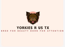 Yorkies 