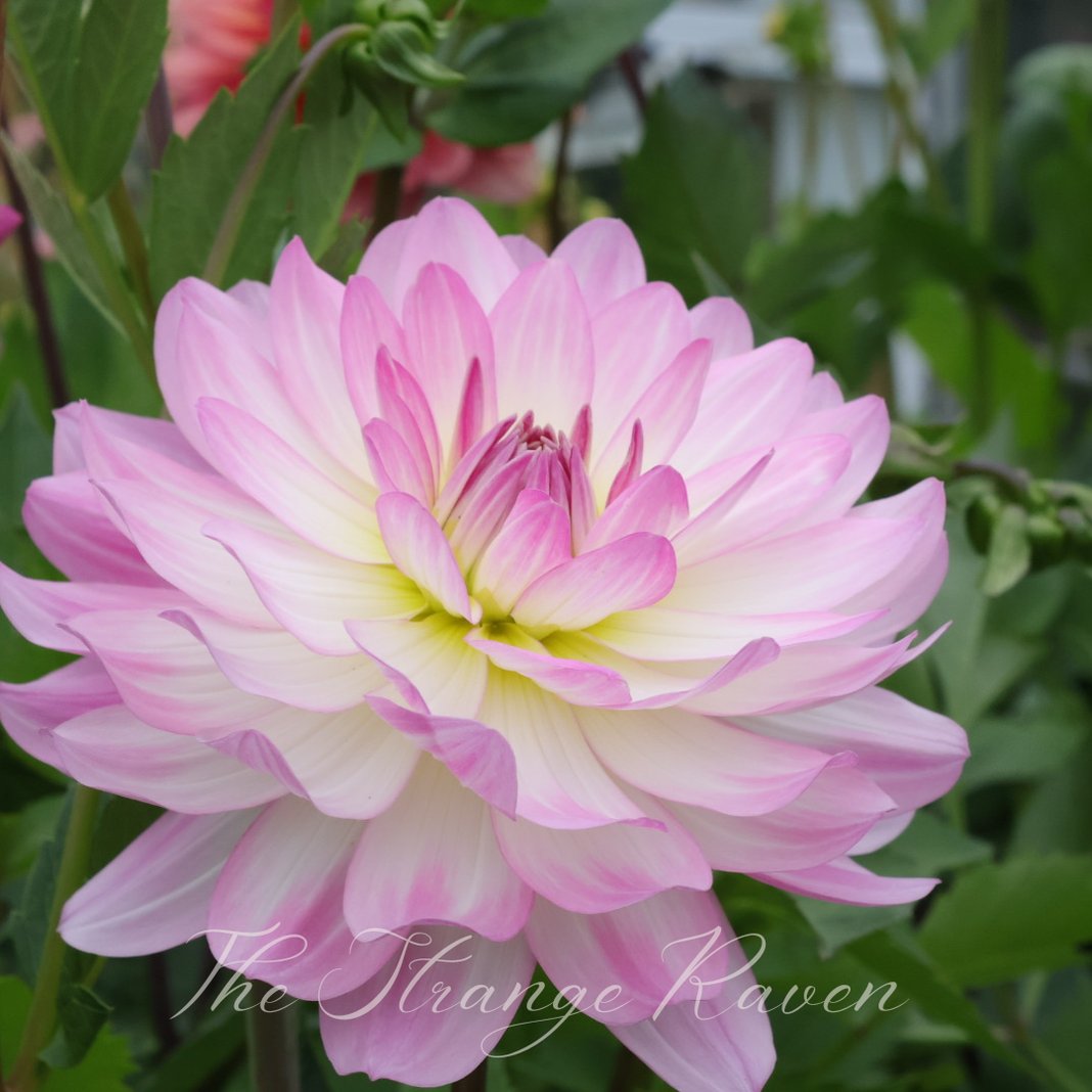 Slideshow image 5