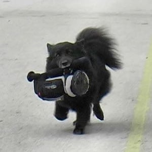 orionskate Home