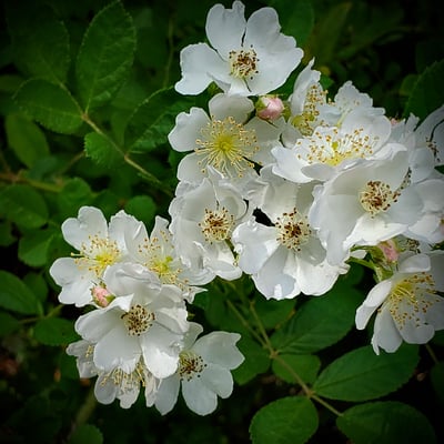 Slideshow image 1
