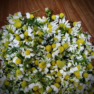 Slideshow image 11