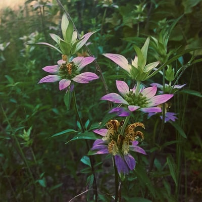 Slideshow image 6