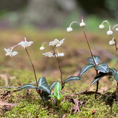 Slideshow image 5