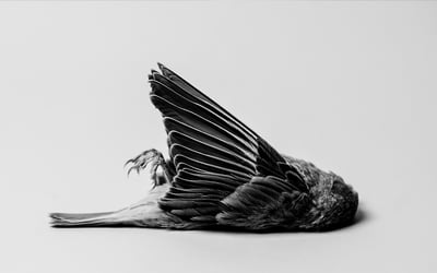 Slideshow image 7