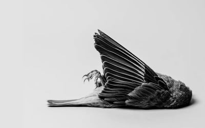 Slideshow image 6