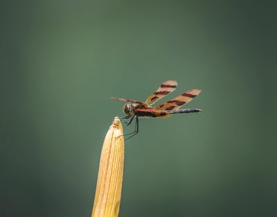 Slideshow image 3