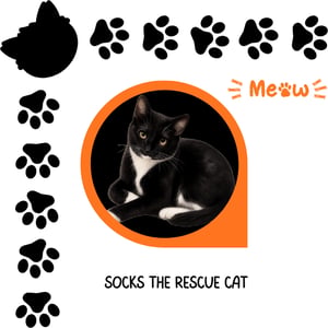 Socks the Rescue Cat Home