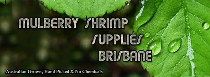 Mulberry Shrimp Supplies - Brisbane