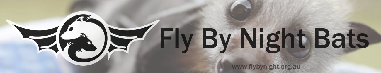 Fly By Night Bats — Home