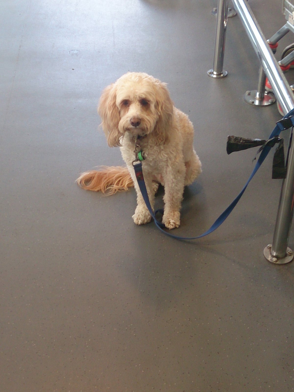 Dogs tied up at Coles