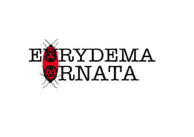 Eurydema Ornata Editions