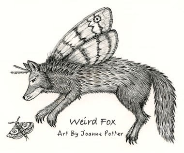 Weird Fox