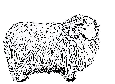 Sage Woolens