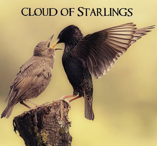 Cloud of Starlings