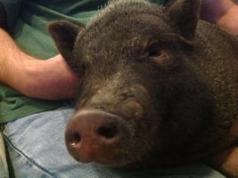 Puck The Pig