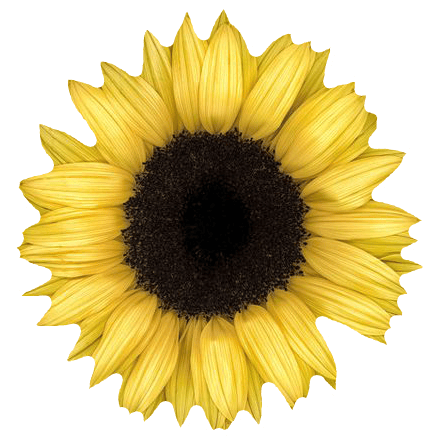 Sunflower.Cafe