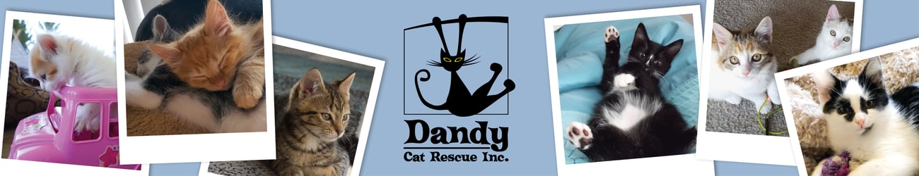 Dandy Cat Rescue