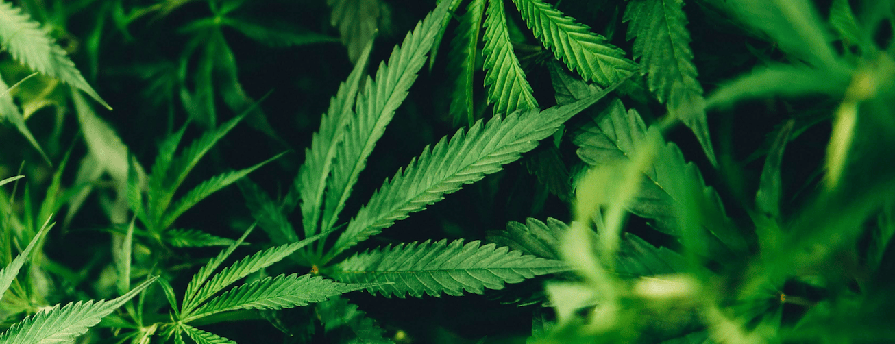 Welcome to CBD DISTROS