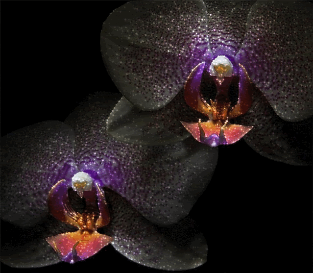 💜BCBG MAX AZRIA💜 6.5 M PEONY BLACK SUEDE LEATHER PLATFORM STILETTO HEELS  with STUDS | BlackOrchids