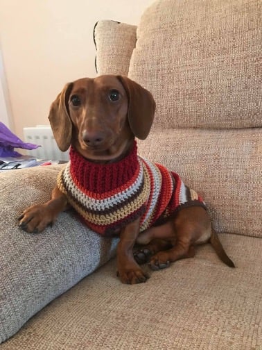 Home | Snazzy Sausage Dog Jumpers