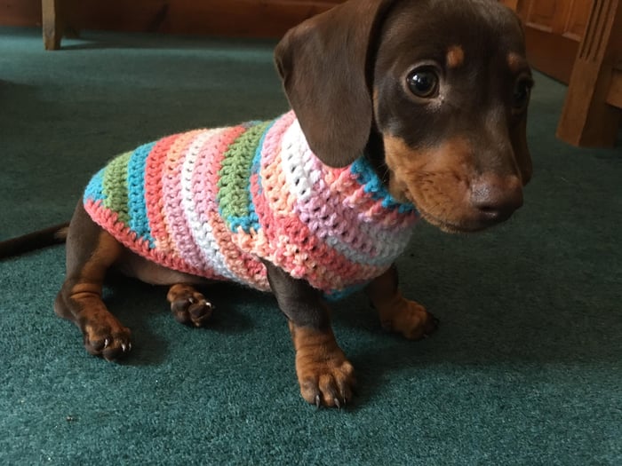 Sausage clearance dog jumper