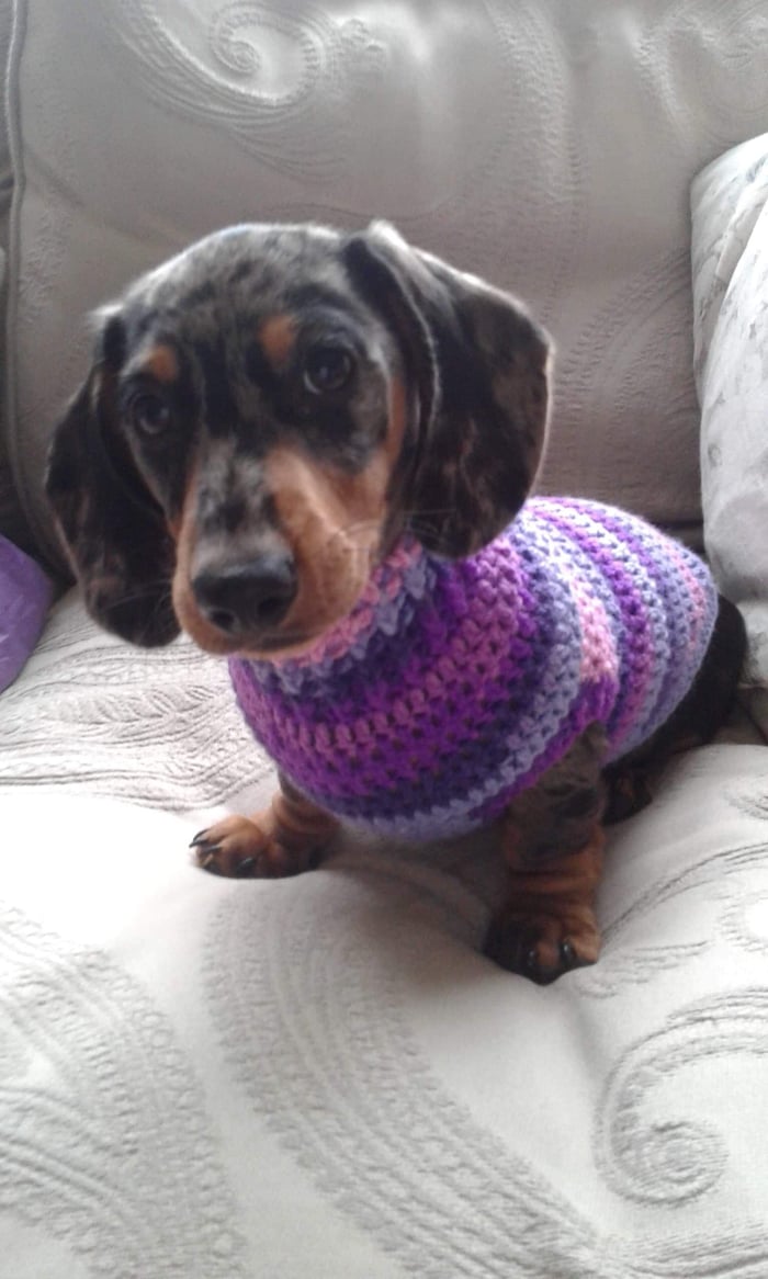 Home Snazzy Sausage Dog Jumpers