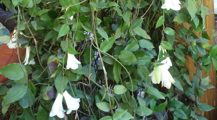 Slideshow image 4