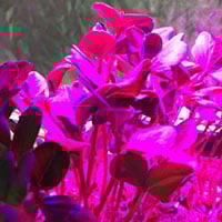 greenearthmicrogreens