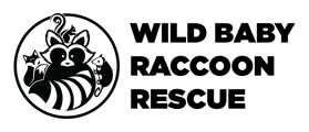 Wild Baby Raccoon Rescue