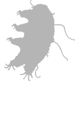 Moss Piglet