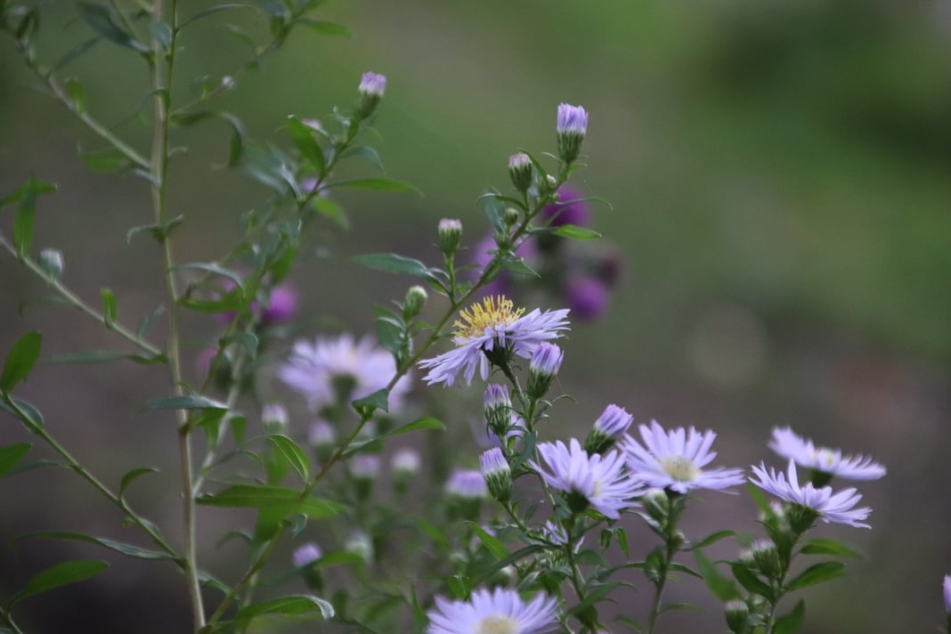 Slideshow image 4