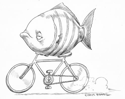 Cycling Fish  Home