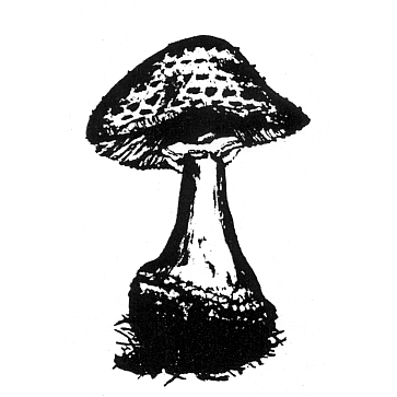 lamushrooms Home