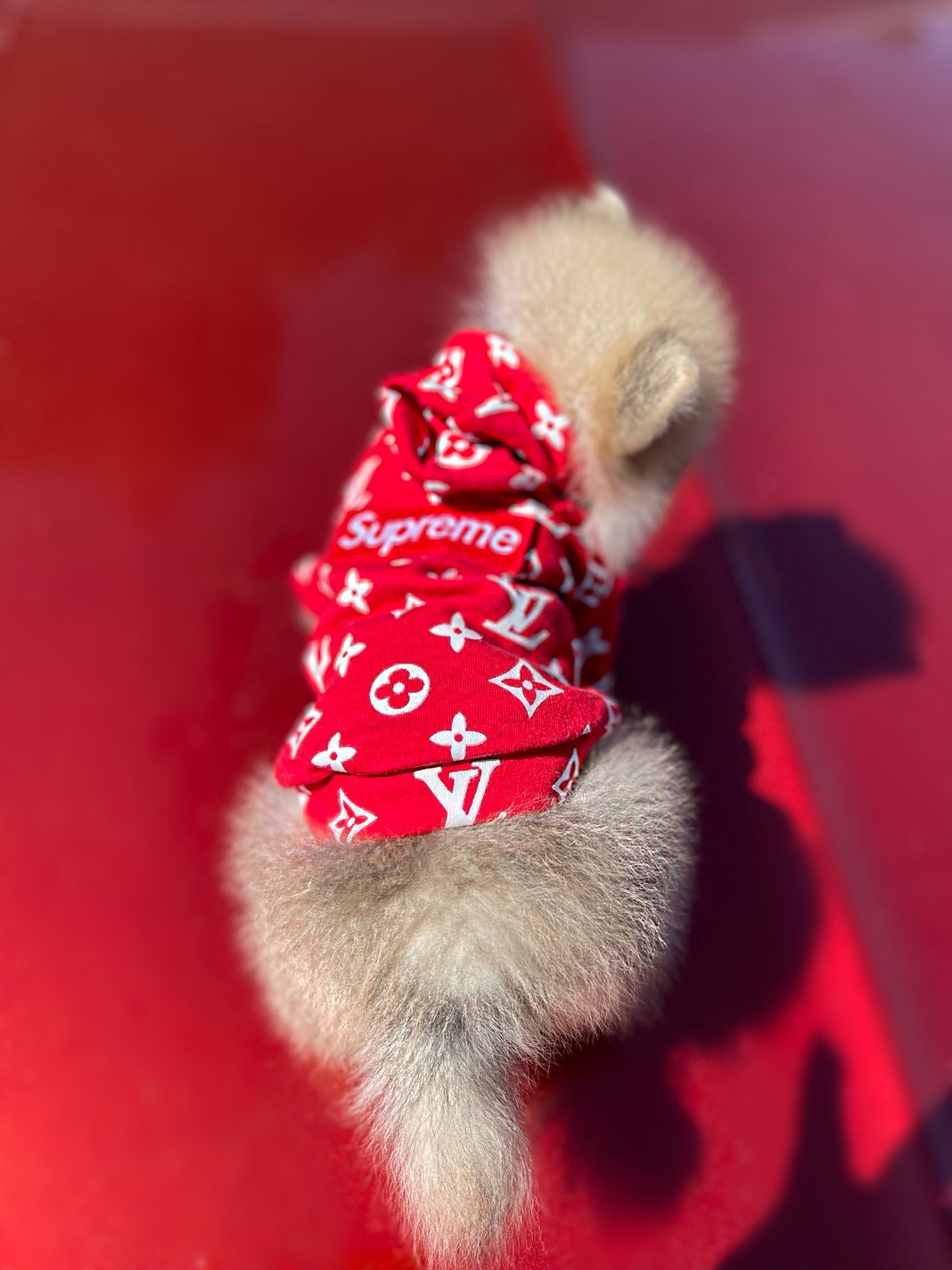 Louis Vuitton LV supreme dog hoodie  Dog clothes, Dog accessories, Dog  swags
