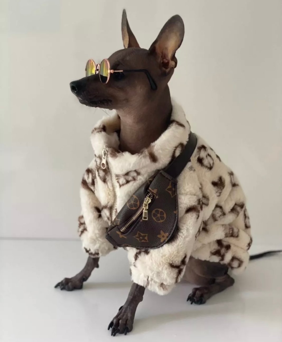 Louis Vuitton LV supreme dog hoodie  Dog clothes, Dog accessories, Dog  swags