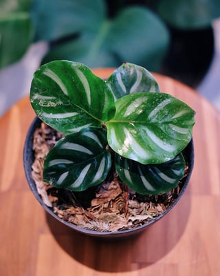 Variegated Monstera Plants Albo