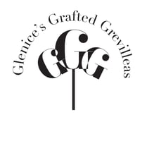 Glenice’s Grafted Grevilleas