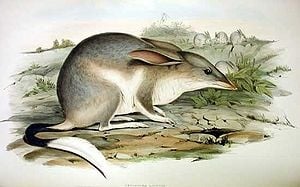 Easter Bilby Records