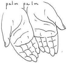 Palm Palm